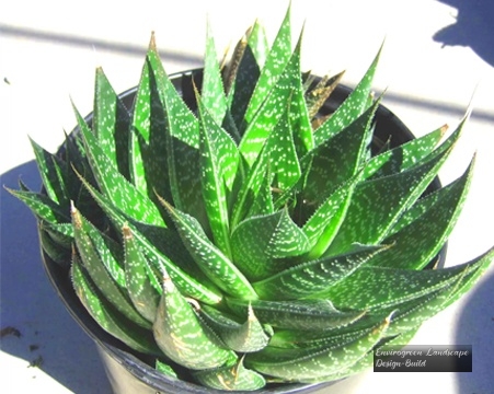 Jeweled-Aloe_Aloe-Distans-300x244