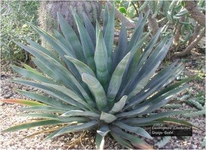 Murphy-Agave-300x219