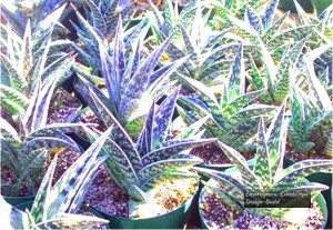 Tiger-Aloe-300x207