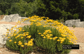 Groundcovers