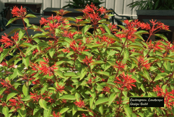 Shrubs and Grasses