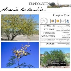 Acacia-berlandieri-Guajillo-Tree-scaled-1.jpg
