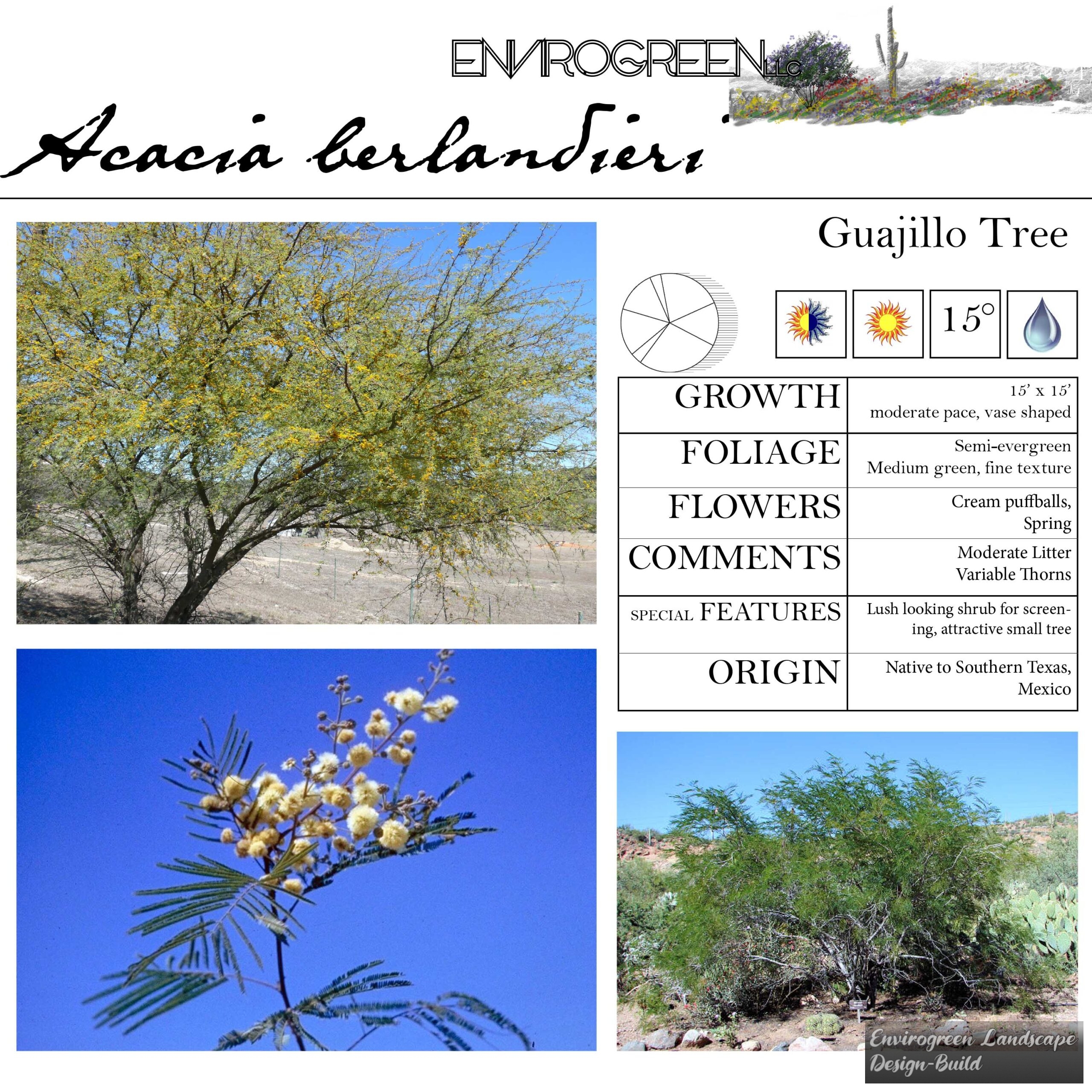 Acacia berlandieri