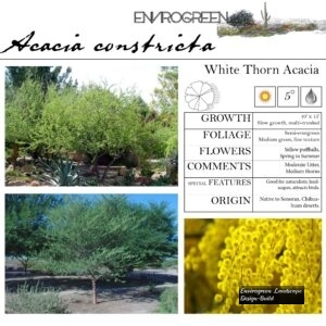Acacia-constricta-White-Thorn-Acacia-scaled-1.jpg