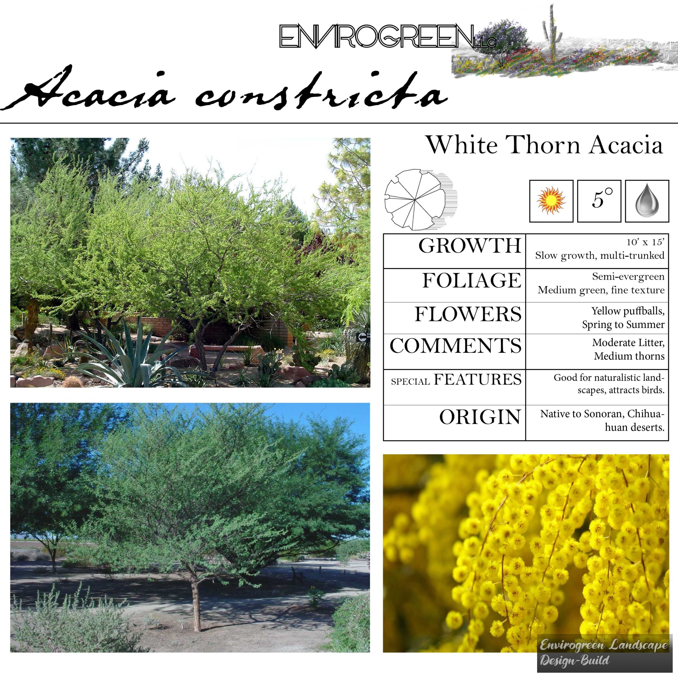 Acacia constricta