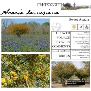 Acacia-farnesiana-Sweet-Acacia-scaled-1.jpg