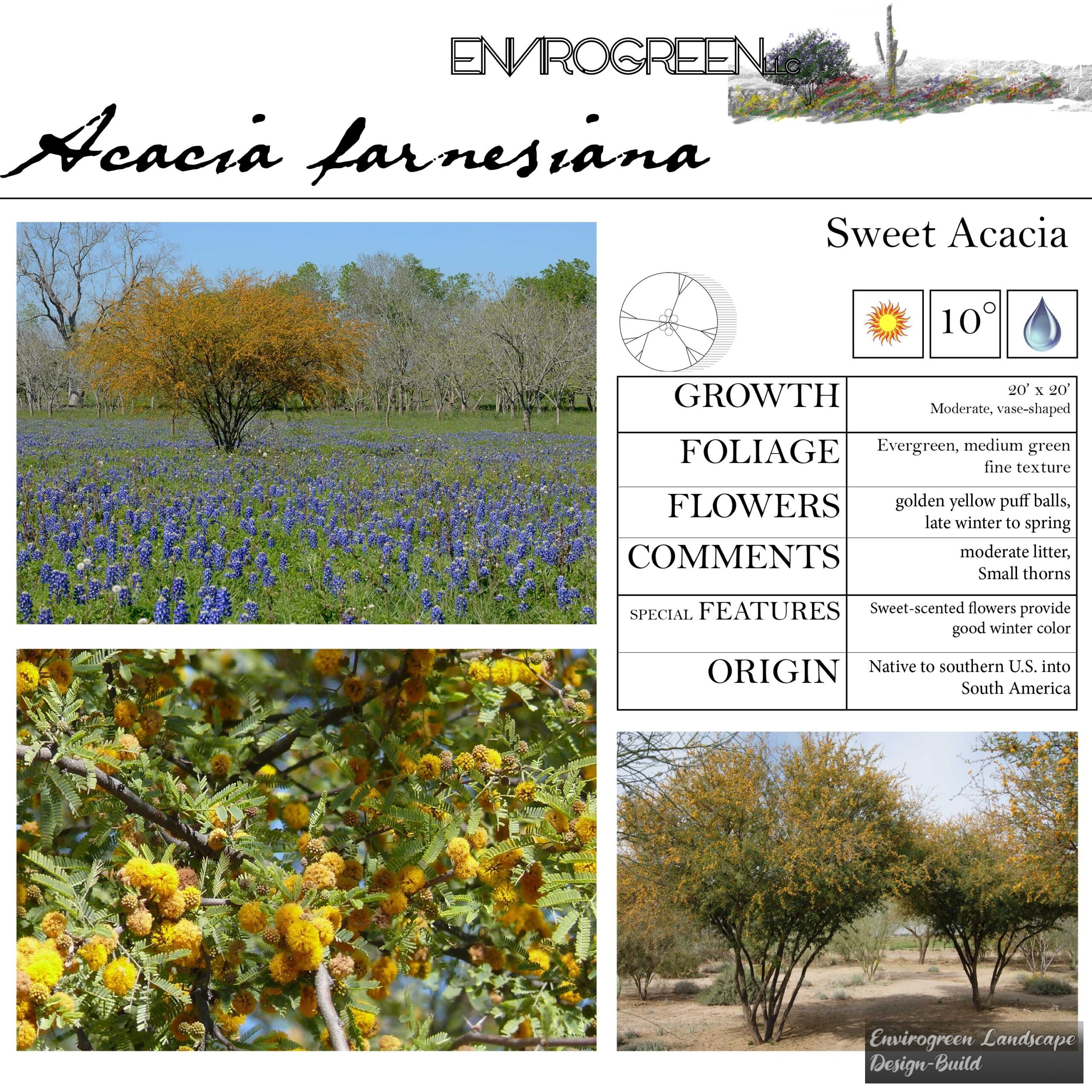 Acacia farnesiana