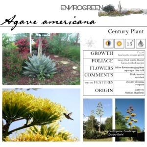 Agave-americana-American-Agave-scaled-1.jpg