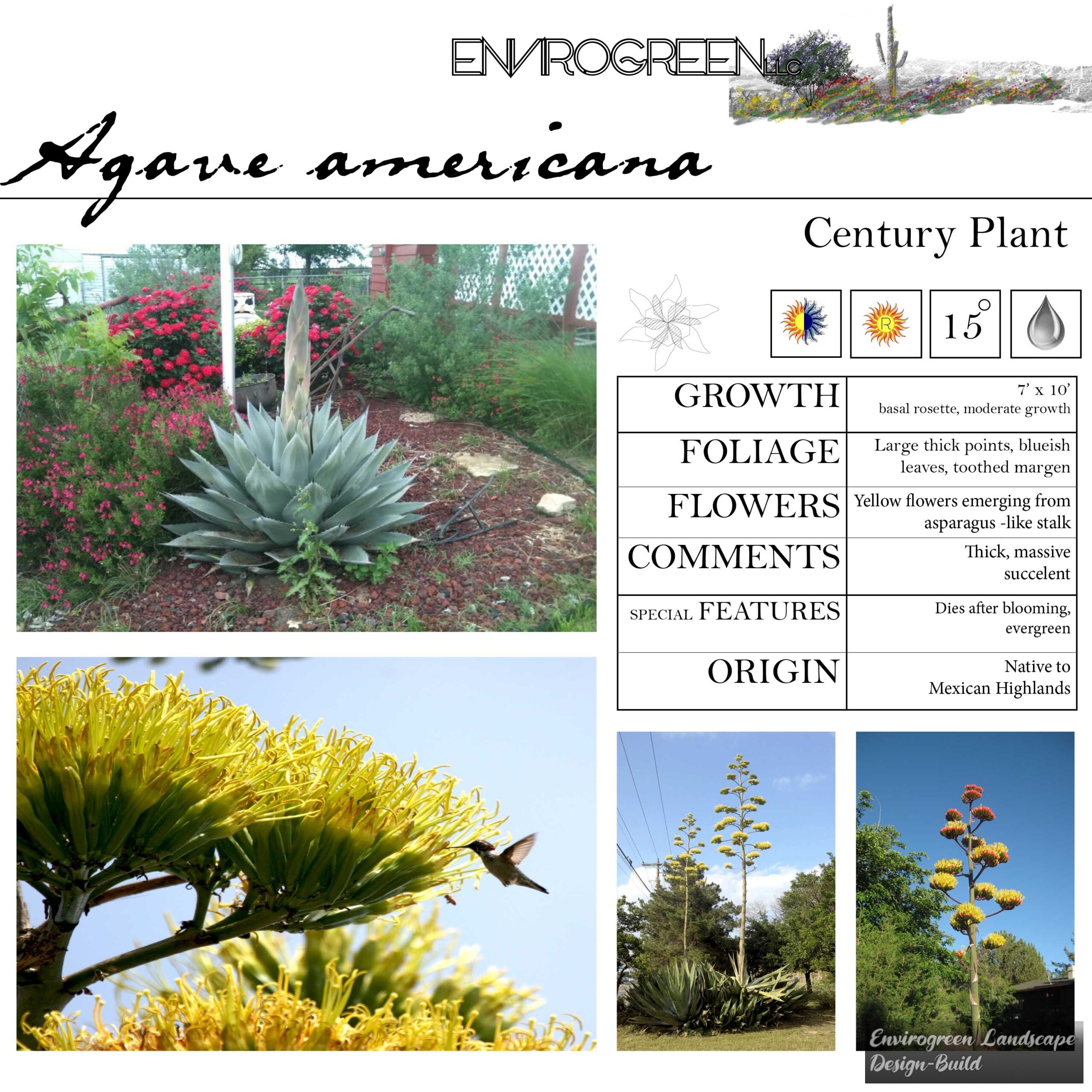 Agave americana