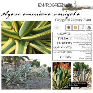 Agave-americana-variegata-Variegated-Americana-scaled-1.jpg