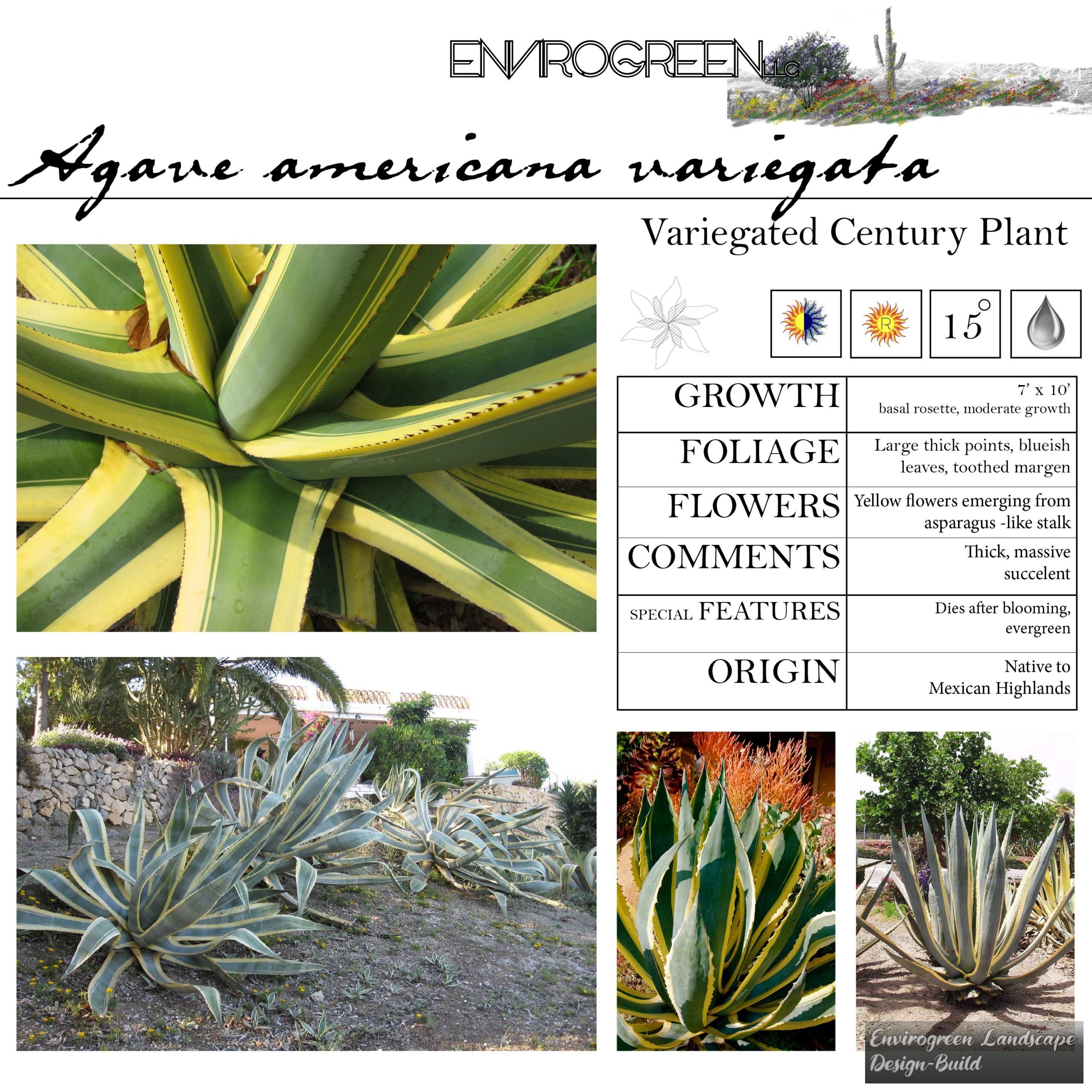 Agave americana variegata