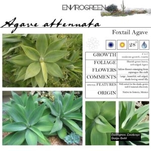 Agave-attenuata-Foxtail-Agave-scaled-1.jpg
