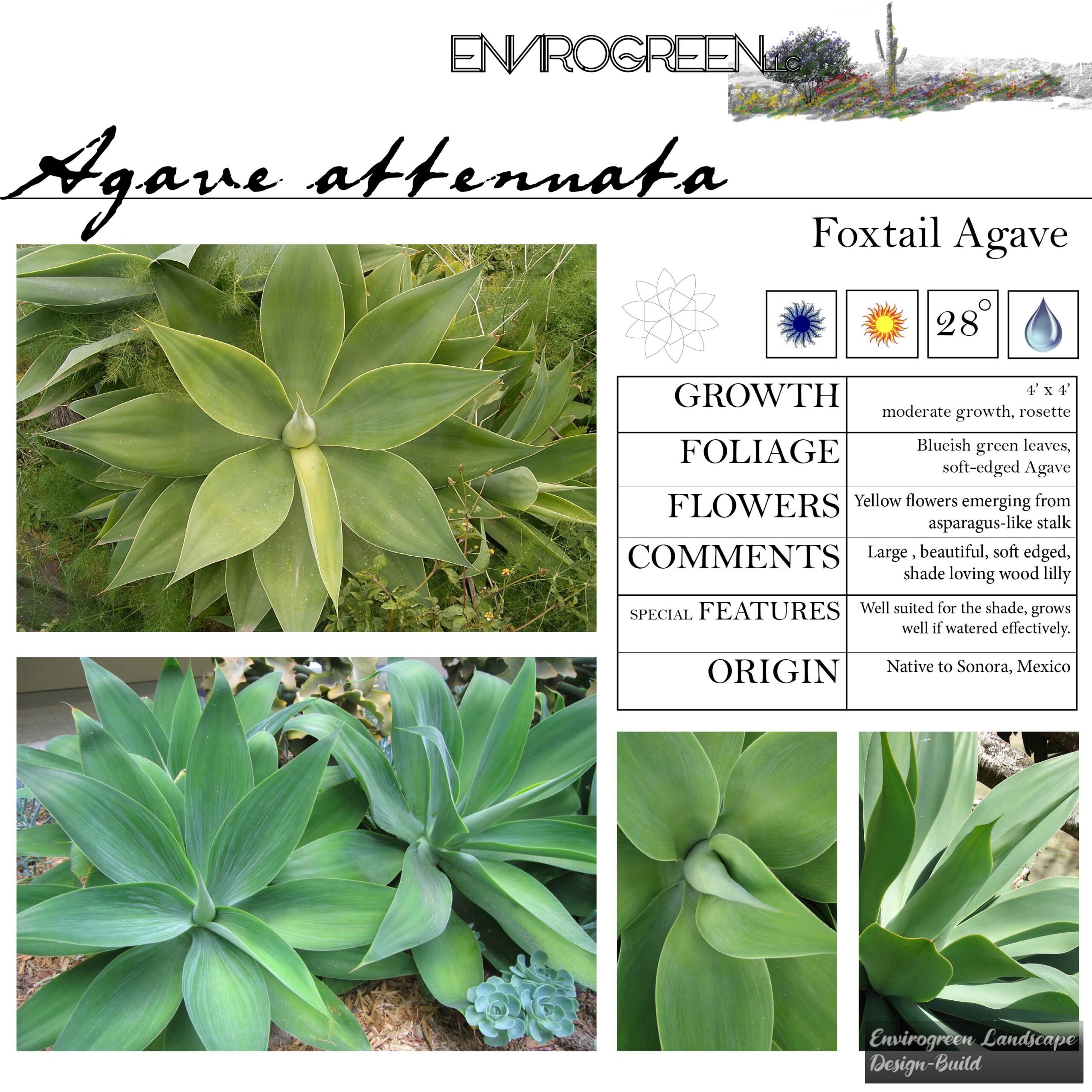 Agave attenuata