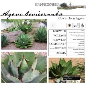 Agave-bovicornuta-Cow_s-Horn-Agave-scaled-1.jpg