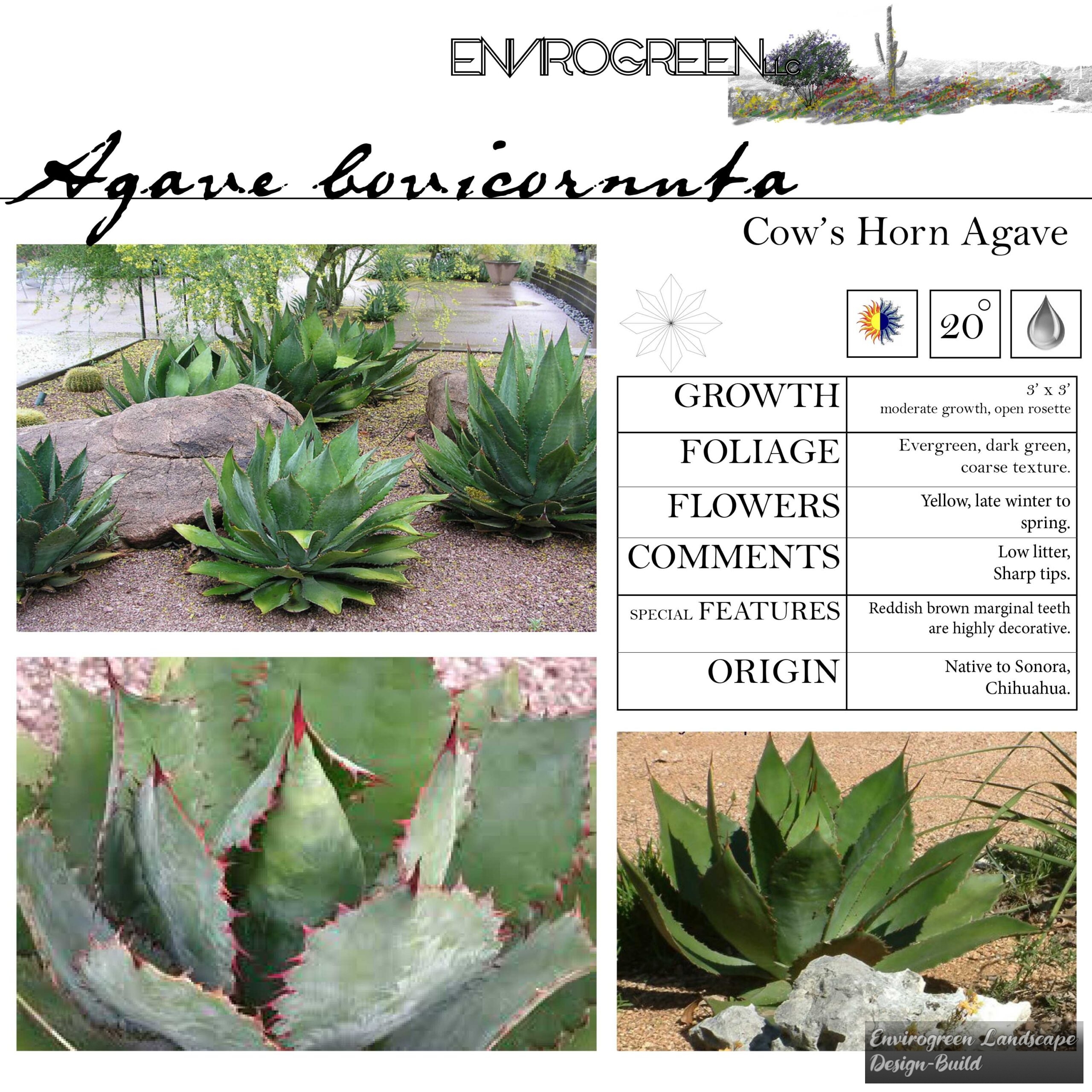 Agave bovicornuta