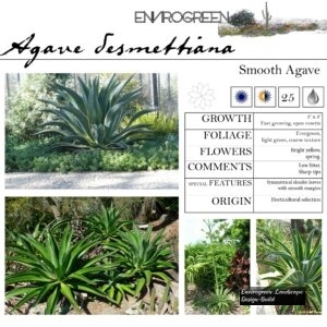 Agave-desmettiana-Smooth-Agave-scaled-1.jpg