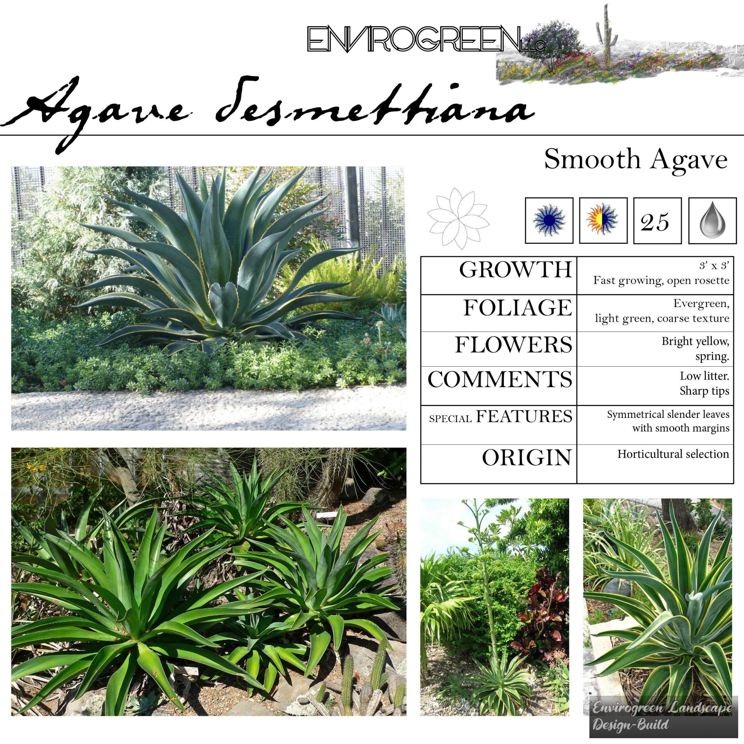 Agave desmettiana
