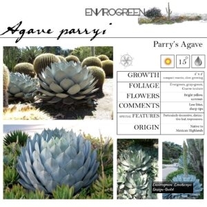 Agave-parryi-Parry_s-Agave-scaled-1.jpg