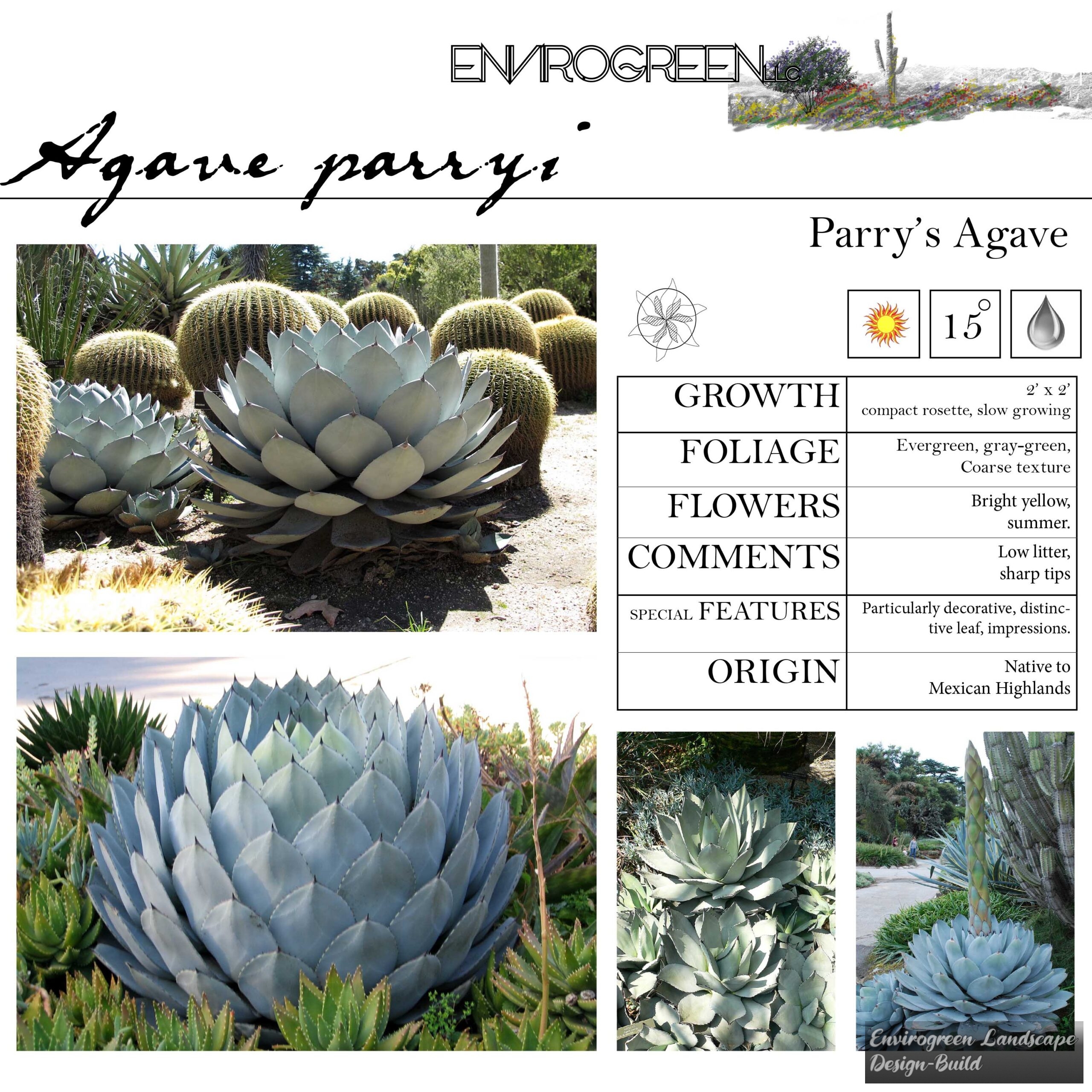 Agave parryi