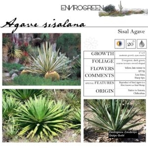 Agave-sisalana-Sisal-Hemp-Agave-scaled-1.jpg