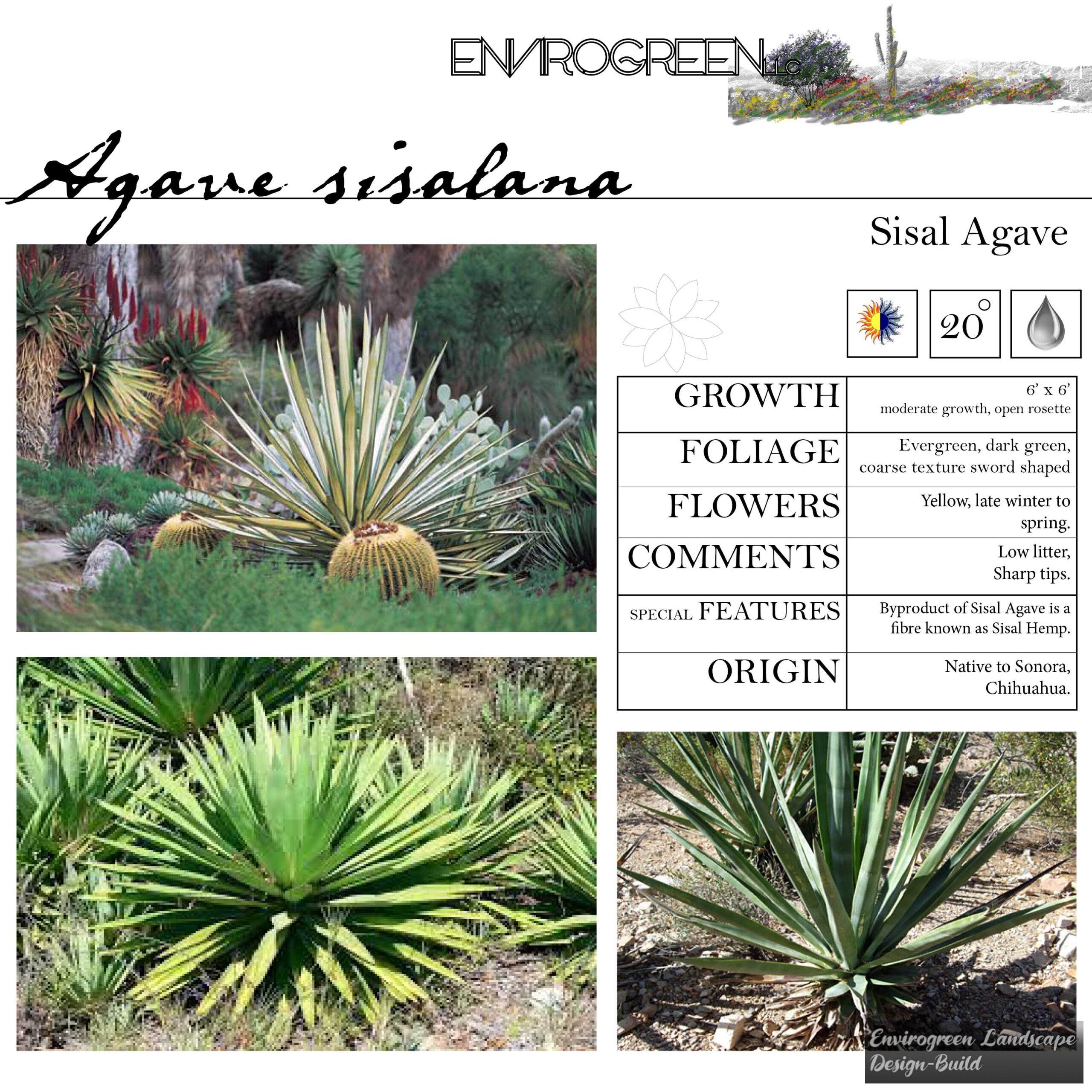 Agave sisalana