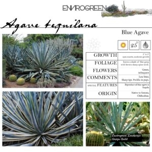 Agave-tequilana-Blue-Agave-scaled-1.jpg