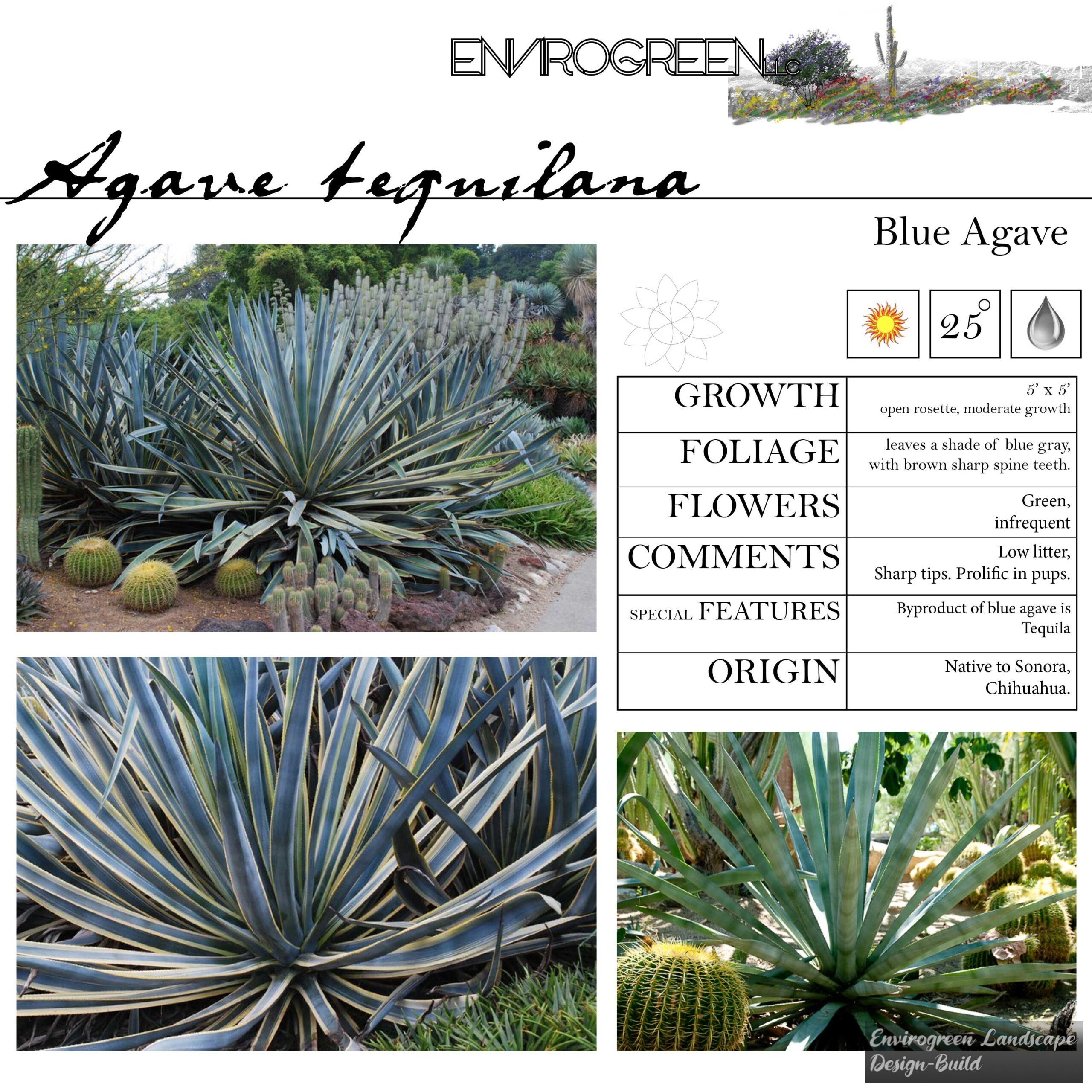 Agave tequilana