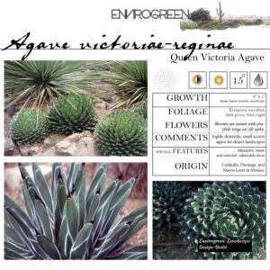 Agave-victoriae-reginae-Queen-Victoria_s-Agave-scaled-1.jpg