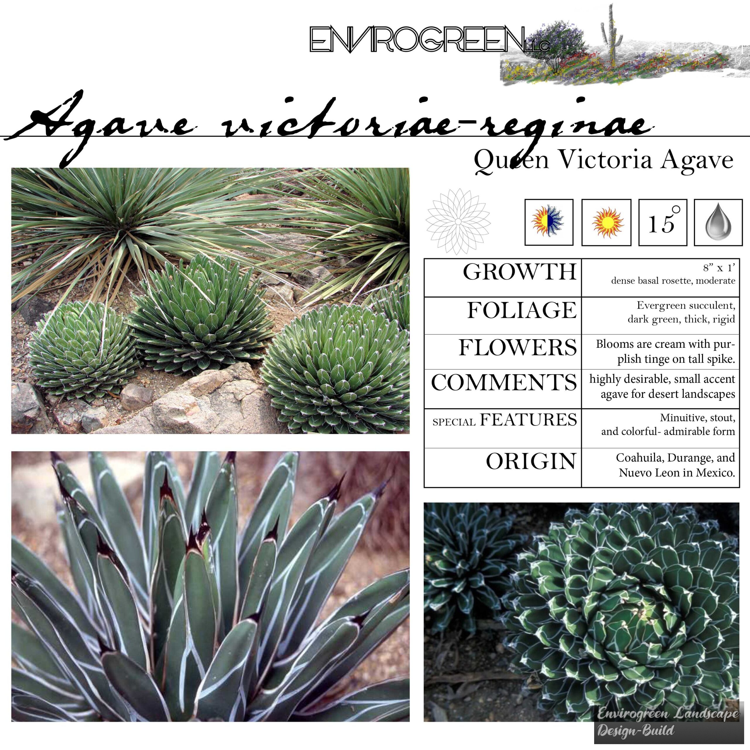 Agave victoriae-reginae