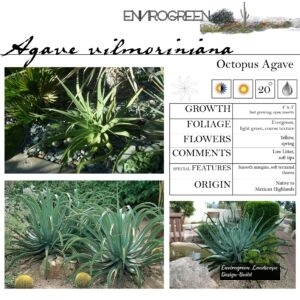 Agave-vilmoriniana-Octopus-Agave-scaled-1.jpg
