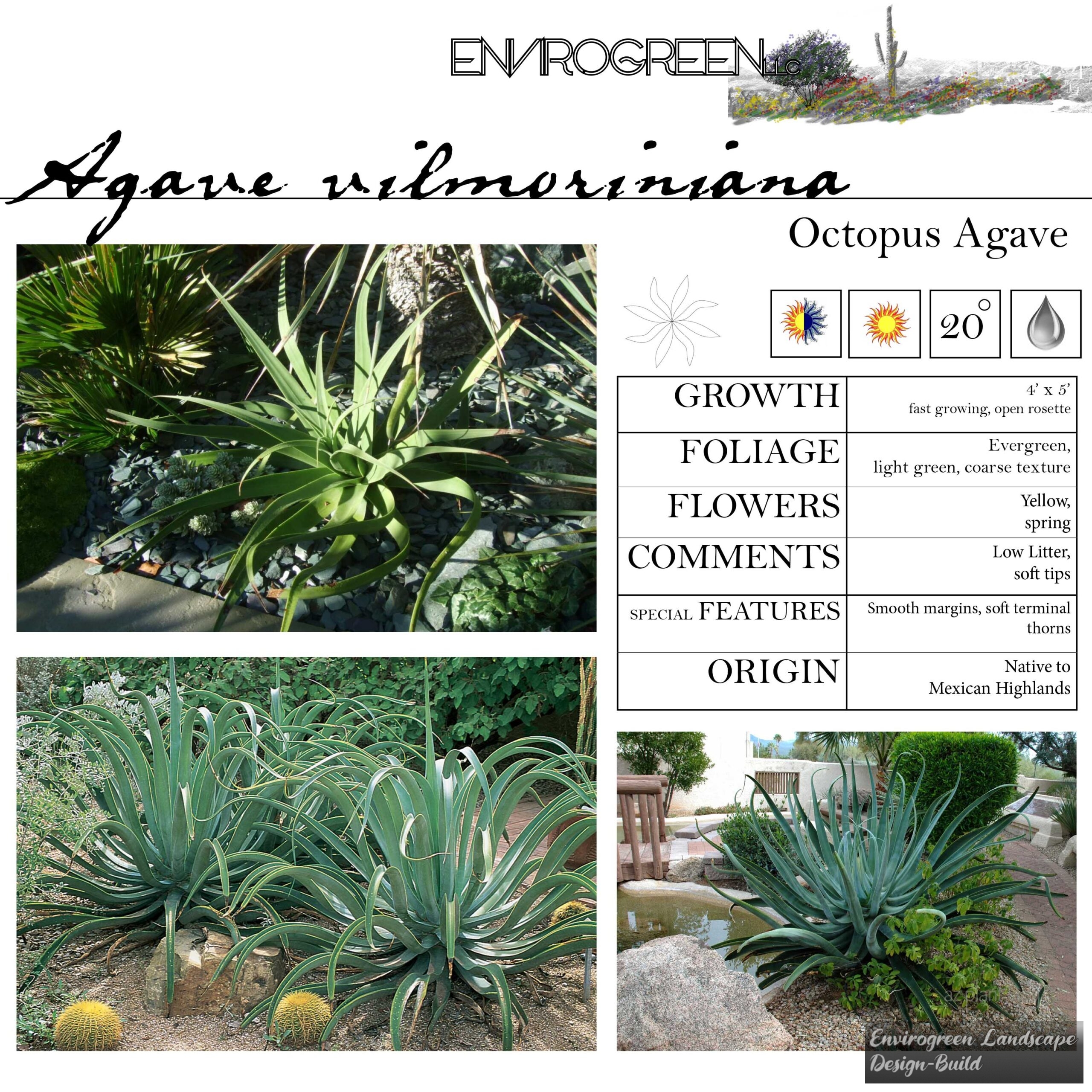 Agave vilmoriniana