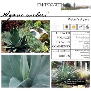 Agave-weberi-Weber_s-Agave-scaled-1.jpg