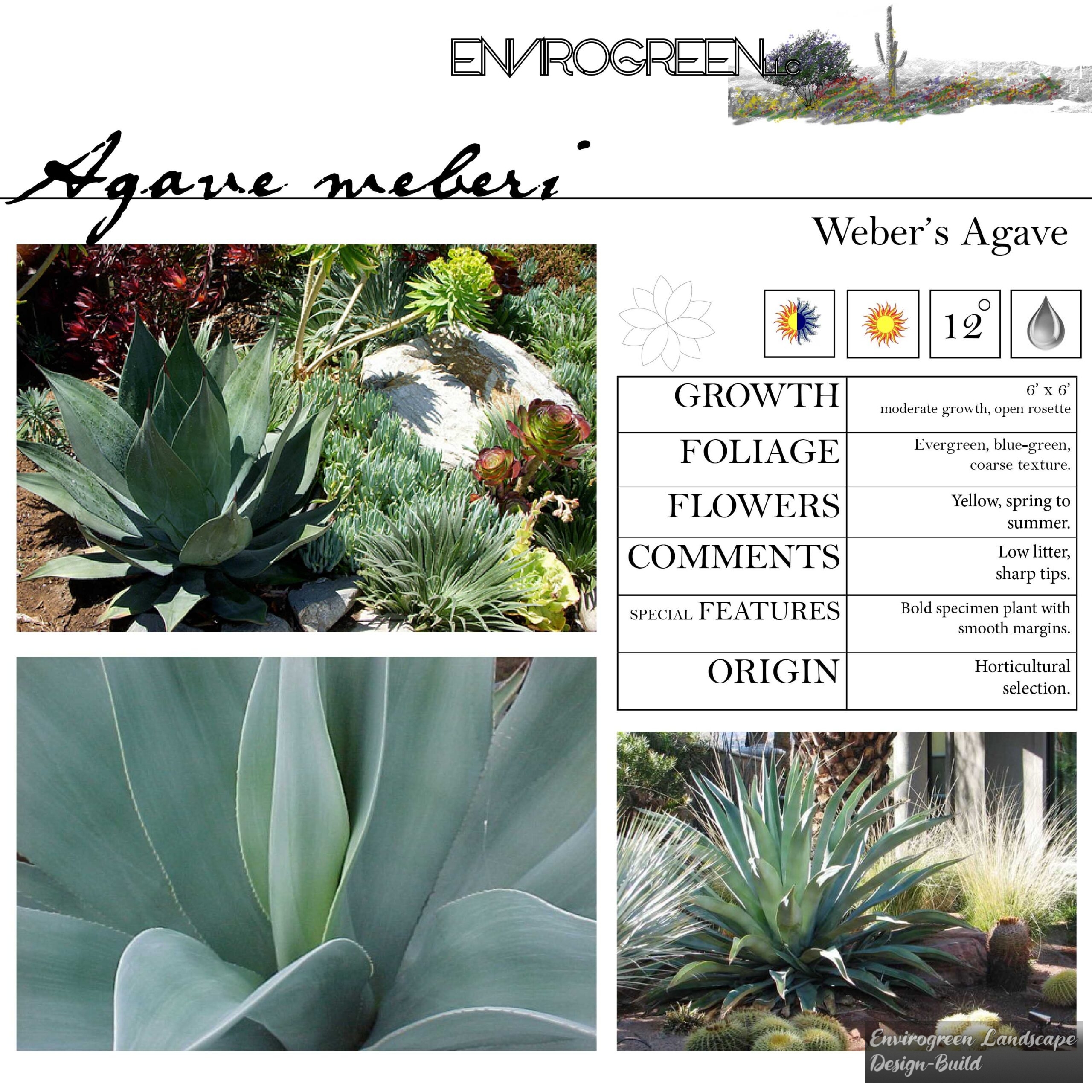 Agave weberi