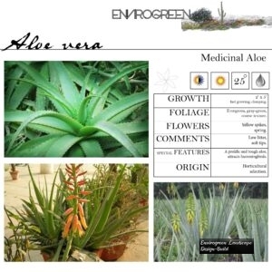 Aloe-vera-Aloe-Vera-1-scaled-1.jpg