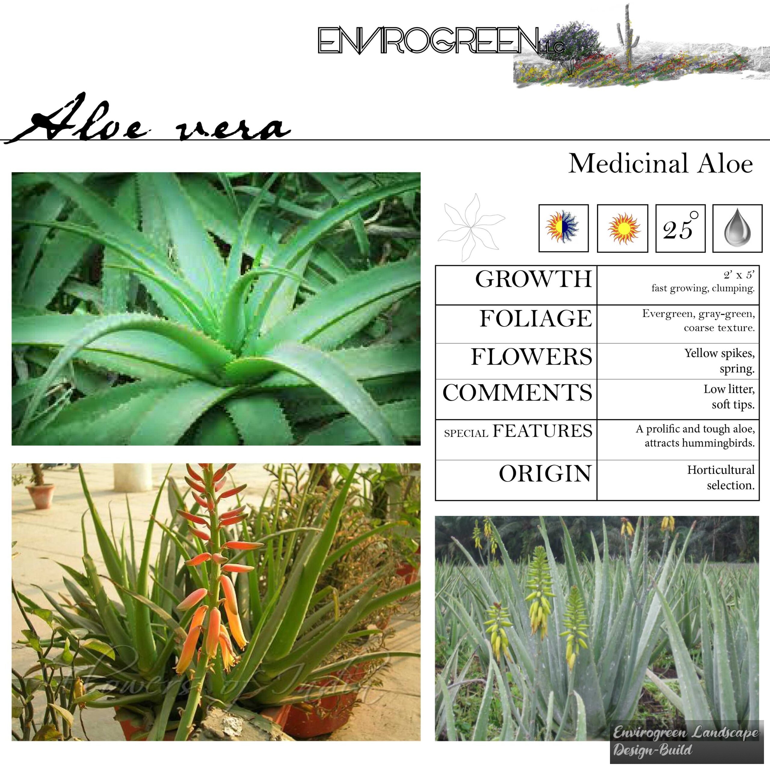 Aloe vera