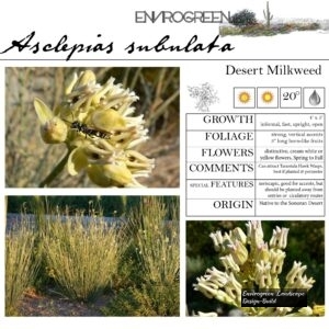 Asclepias-subulata-Desert-Milkweed-scaled-1.jpg