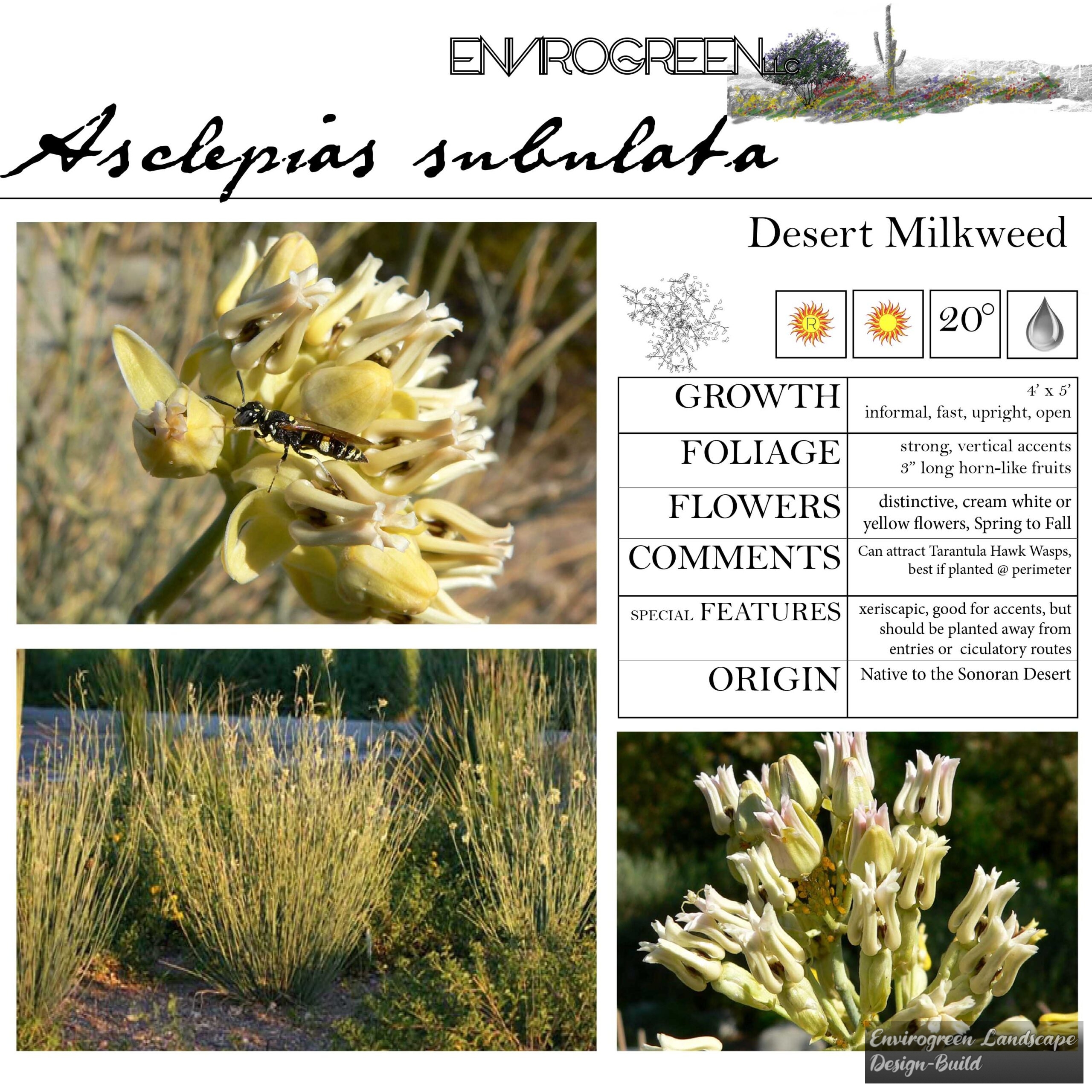 Asclepias subulata