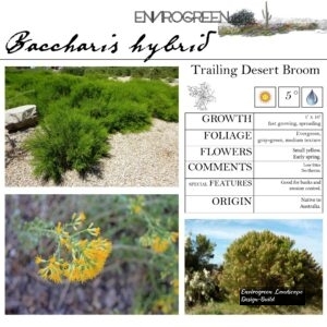 Baccharis-hybrid-Trailing-Desert-Broom-scaled-1.jpg