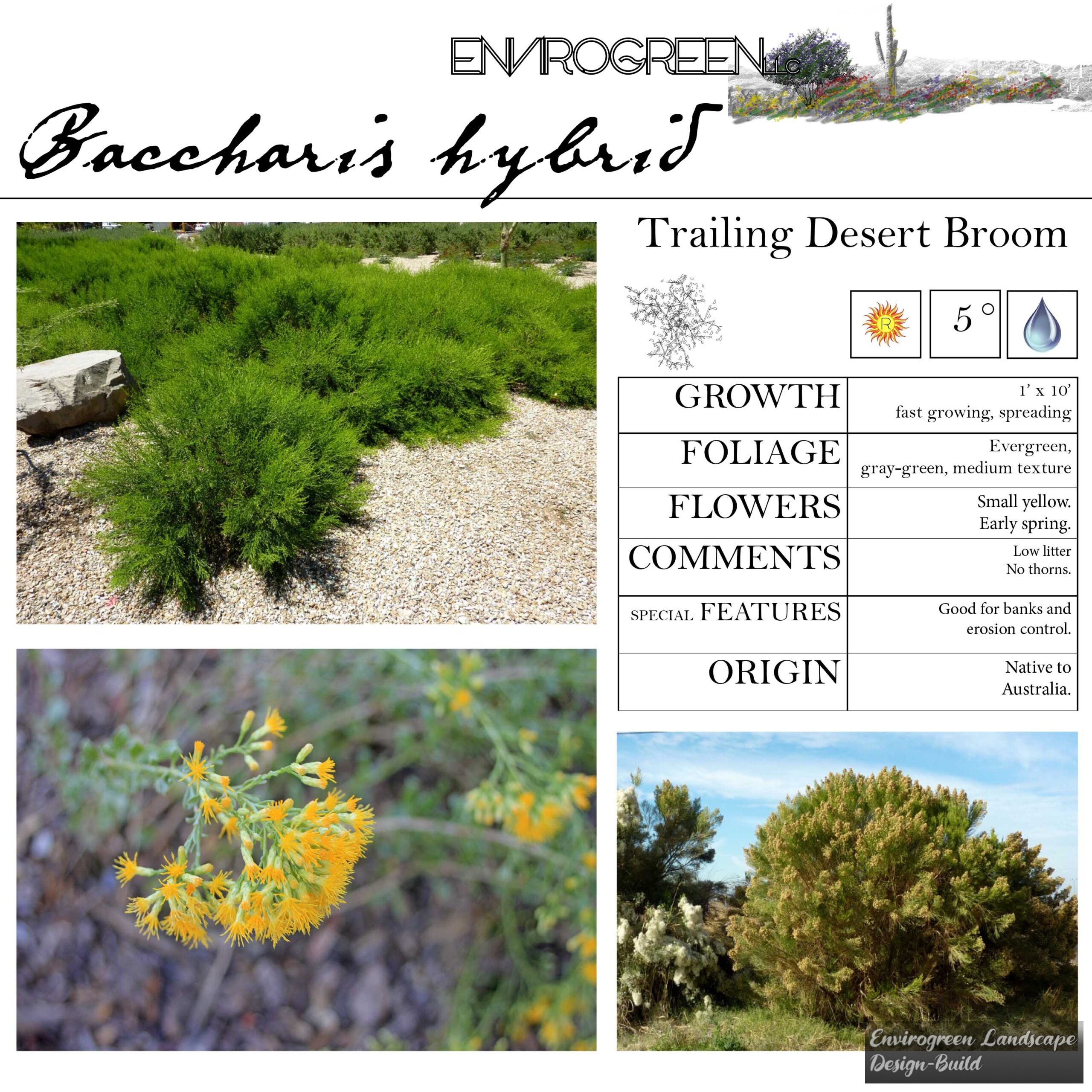 Baccharis hybrid