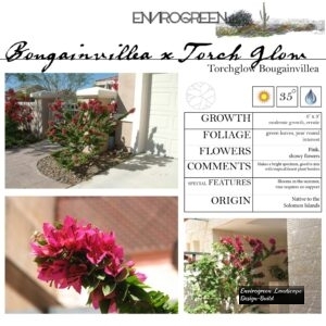 Bougainvillea-x-_Torch-Glow_-Torchglow-Bougainvillea-scaled-1.jpg