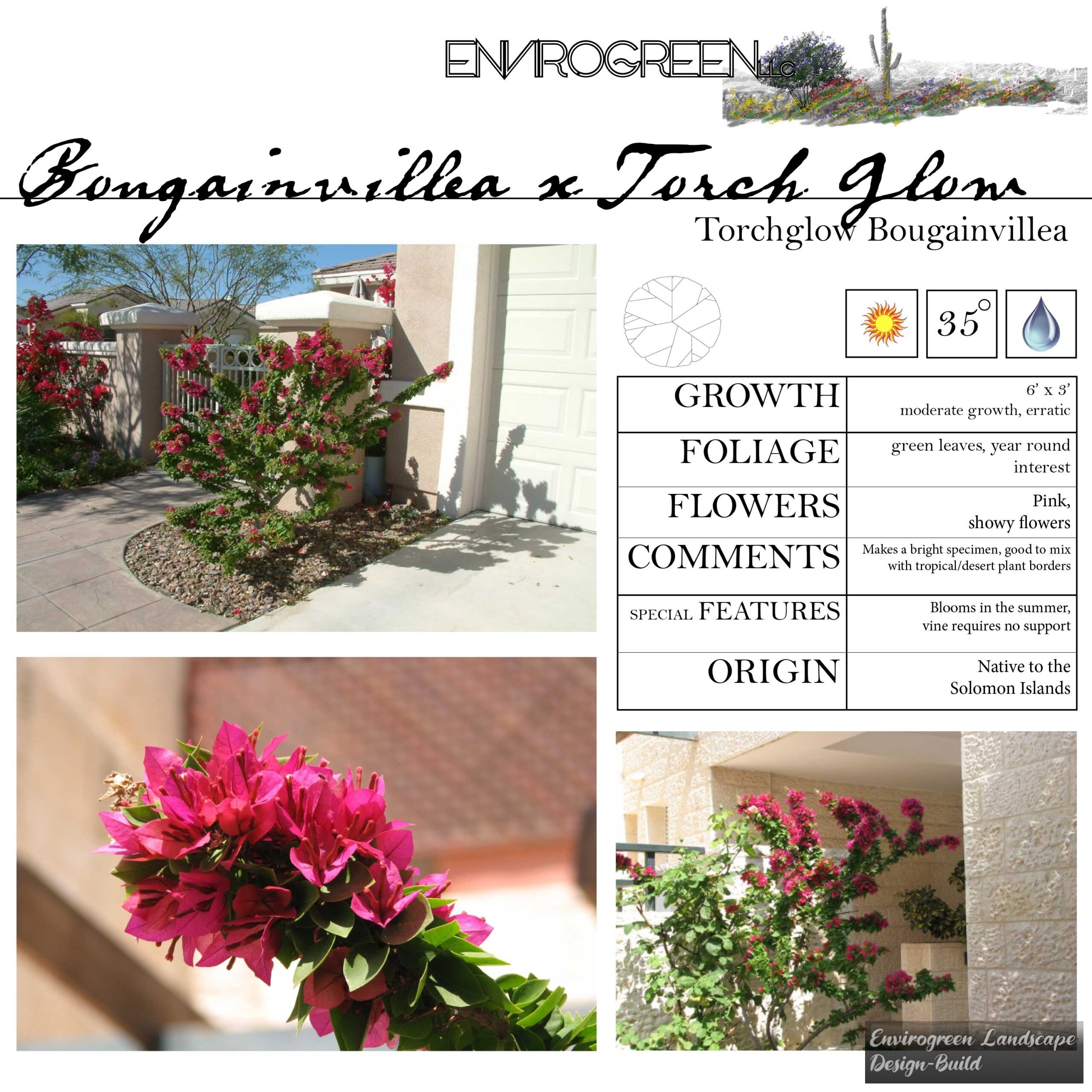 Bougainvillea x Torch Glow