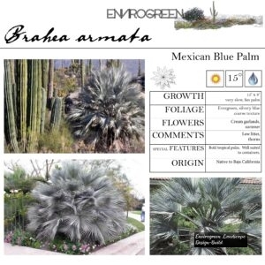 Brahea-armata-Mexican-Blue-Palm-scaled-1.jpg
