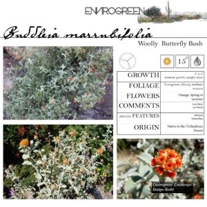 Buddleia-marrubifolia-Wooly-Butterfly-Brush-scaled-1.jpg