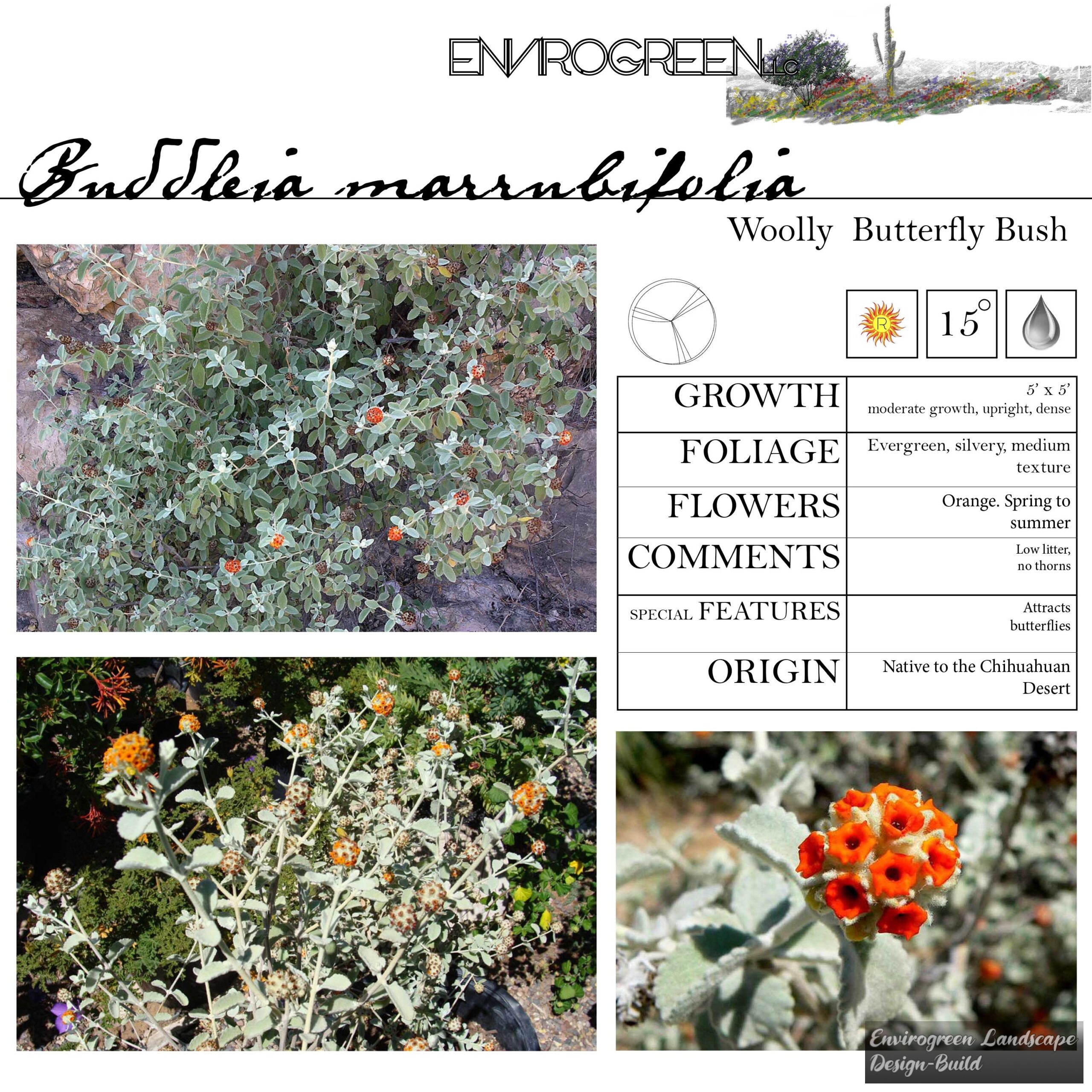 Buddleia marrubifolia