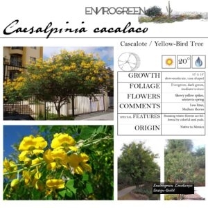 Caesalpinia-cacalaco-Cascalote-or-Yellow-Bird-Tree-scaled-1.jpg