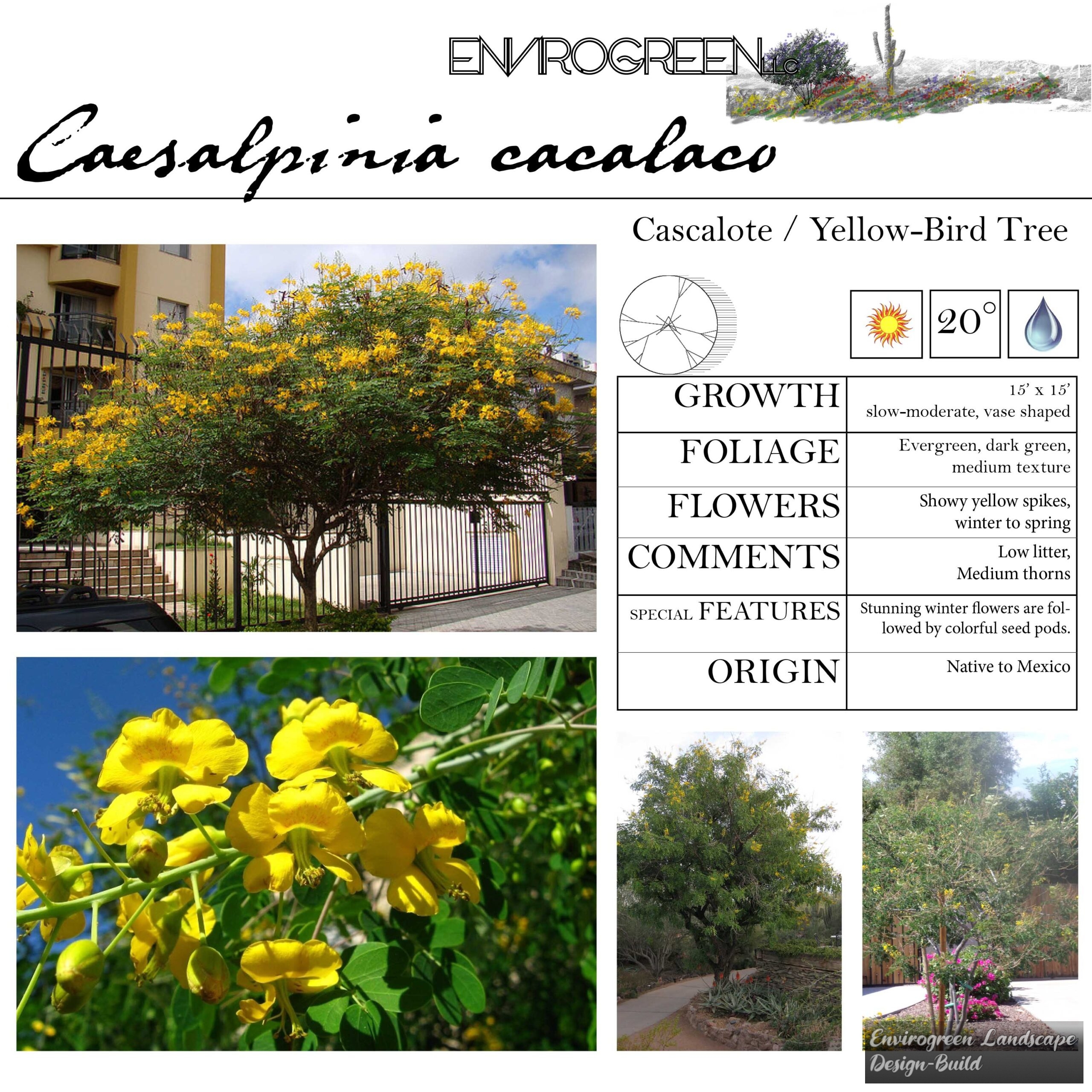 Caesalpinia cacalaco
