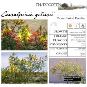 Caesalpinia-gilliesii-Yellow-Bird-of-Paradise-scaled-1.jpg