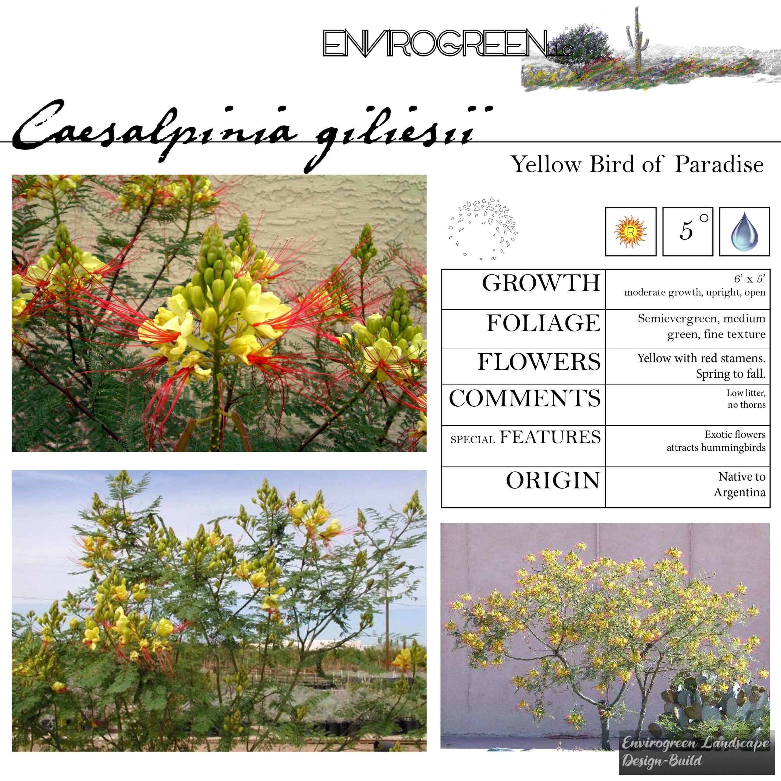 Caesalpinia gilliesii