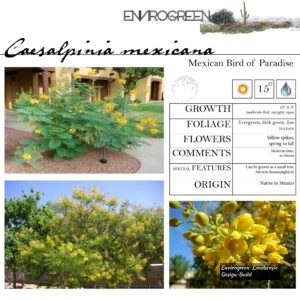 Caesalpinia-mexicana-Mexican-Bird-of-Paradise-scaled-1.jpg