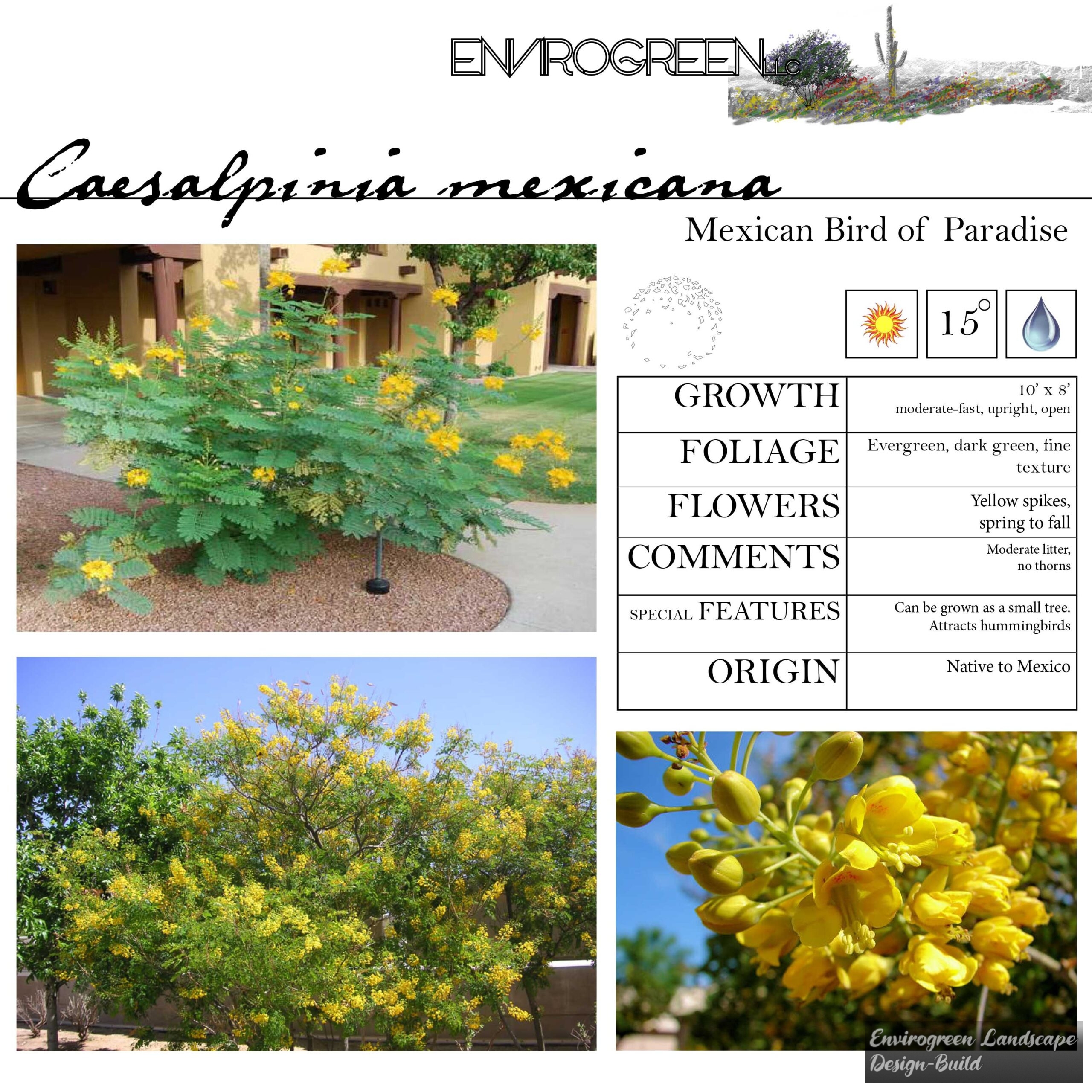 Caesalpinia mexicana